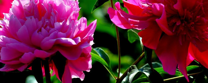 芍药花盆栽种植方法(芍药花怎样栽植)