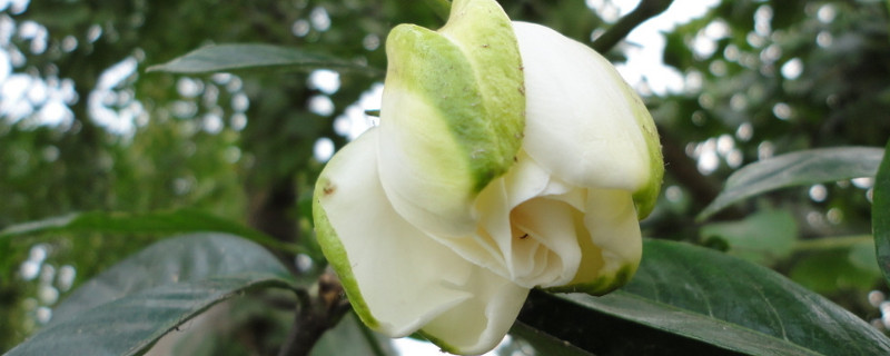 栀子花怎么选盆（栀子花用什么花盆种植好）