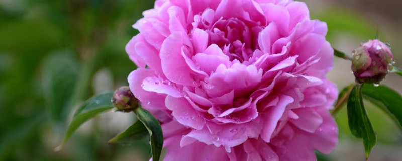 春天栽的芍药几年开花 春种芍药当年能开花吗