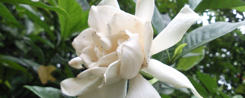 栀子花春天的养殖方法和注意事项 春天养栀子花的养殖方法和注意事项