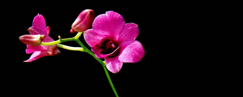 蝴蝶兰和石斛兰的区别 石斛 蝴蝶兰 区别