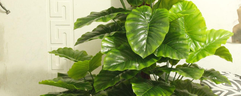 滴水观音几度冻死 滴水观音冻伤了还能活吗