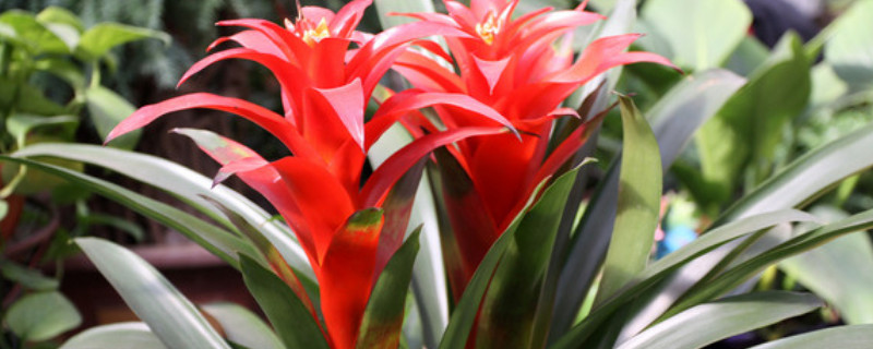 鸿运当头叶子全剪掉可以吗 鸿运当头的叶子能剪吗