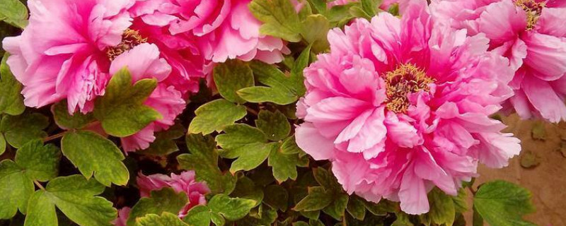 牡丹花怎么样易地种植 牡丹花户外种植方法