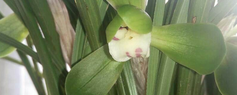 盆栽兰花怎样过冬 盆栽兰花怎么过冬