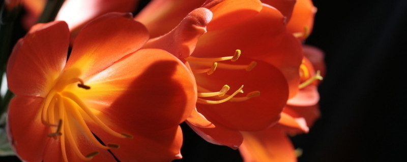 君子兰夏天能换土吗 冬天给君子兰换土能行吗