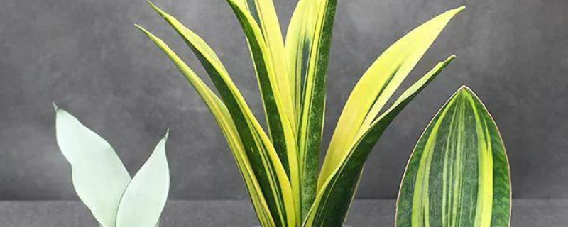 虎皮兰冬季的养殖方法和注意事项 虎皮兰的养殖方法和注意事项