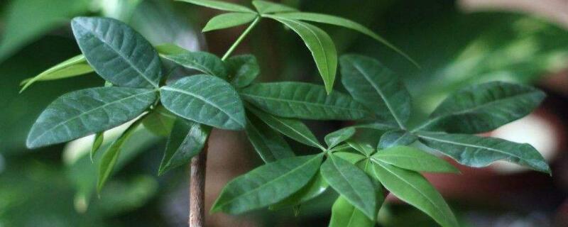 发财树主干腐烂怎么办(水培发财树主干腐烂怎么办)