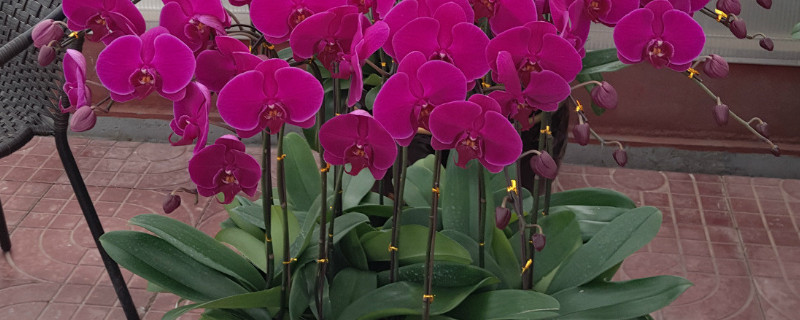 蝴蝶兰花期多长 蝴蝶兰花期多长时间浇一次水