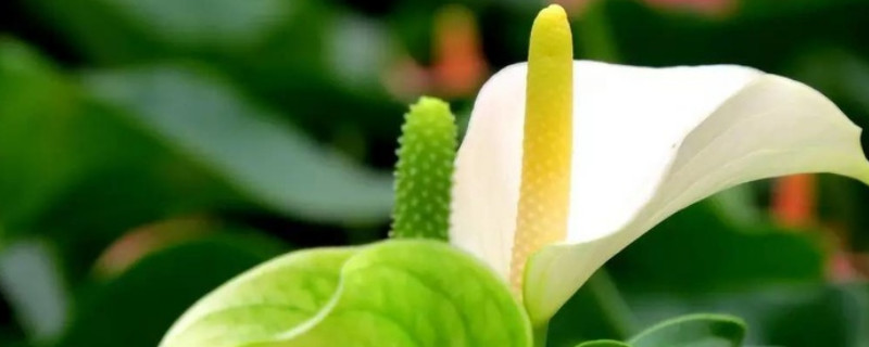 白掌冬天怎么养不会死（白掌冬天会死吗）