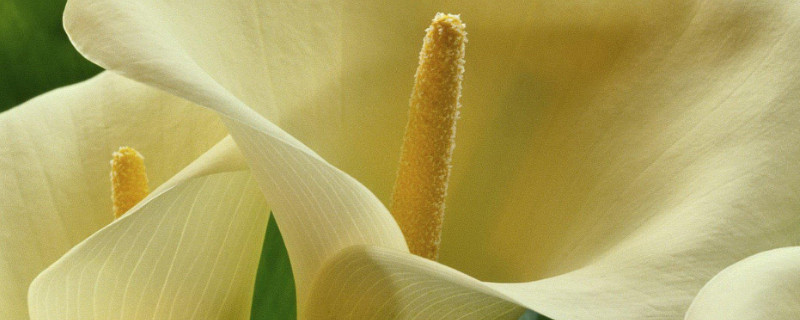 滴水观音秋季怎么养 滴水观音秋天怎么养