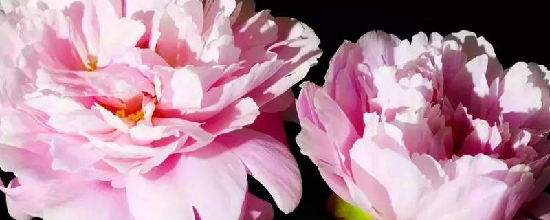 牡丹盆栽花什么时间入室 家庭盆栽牡丹种植时间