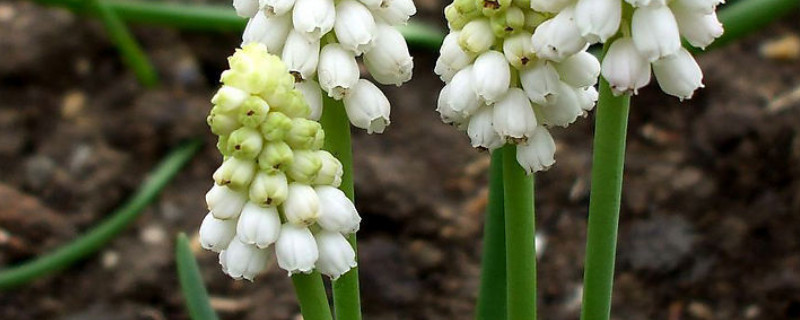 类似蒲公英传播种子的植物（类似蒲公英传播种子的植物有哪些英文描述）