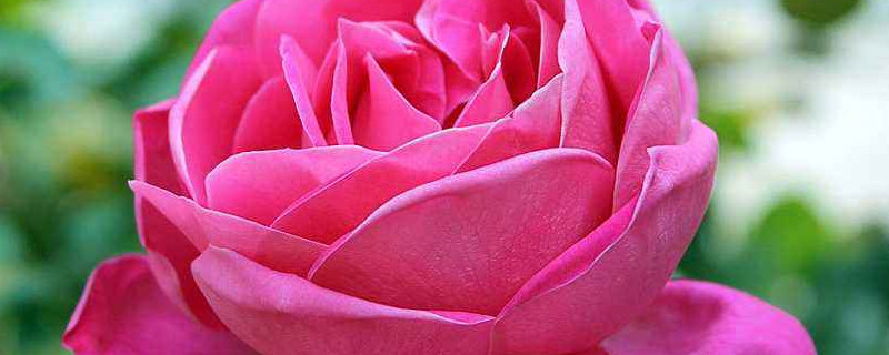 月季有什么颜色（月季有什么颜色没有）