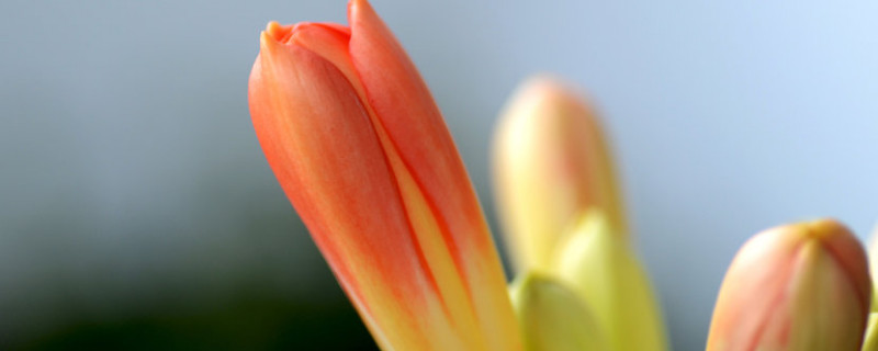 君子兰可以放卧室里养吗 君子兰在卧室养可以吗