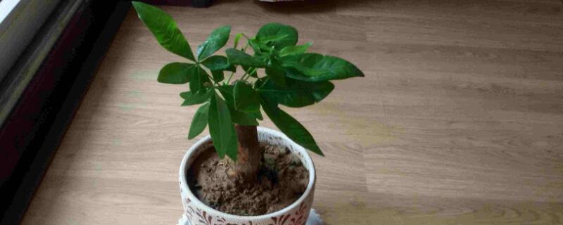 发财树冬天怎么浇水 发财树冬天怎么浇水比较好浇什么水啊淘米水