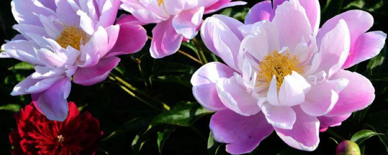 冬天芍药还用把枝都剪掉吗(芍药什么时候剪掉枝叶)