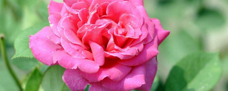 月季有花冠吗 月季花皇冠