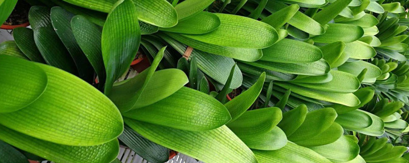 君子兰冬天怎么养护（冬天的君子兰怎么养护）