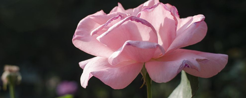 月季花冬天在室外开花吗 月季花冬天能放在室外吗