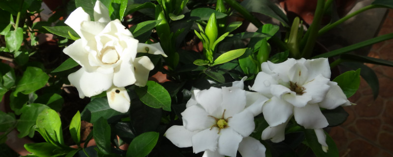 栀子花夏天能晒太阳吗（栀子花夏天可以晒太阳吗）