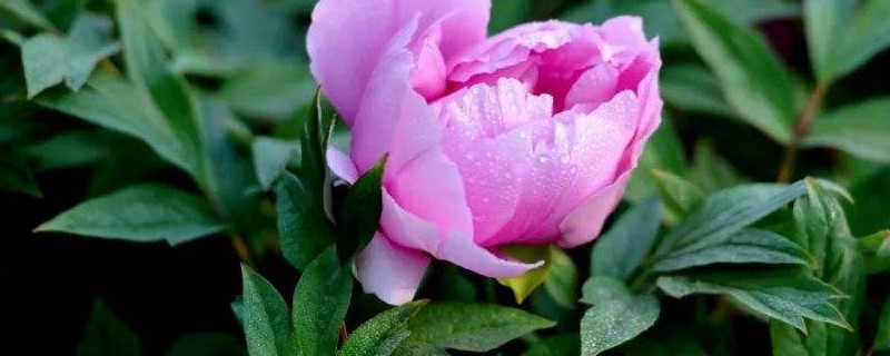 芍药能在花盆里养吗 芍药种花盆行吗