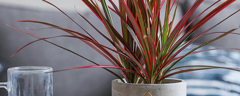 千年木怎么养（千年木怎么养成老桩）