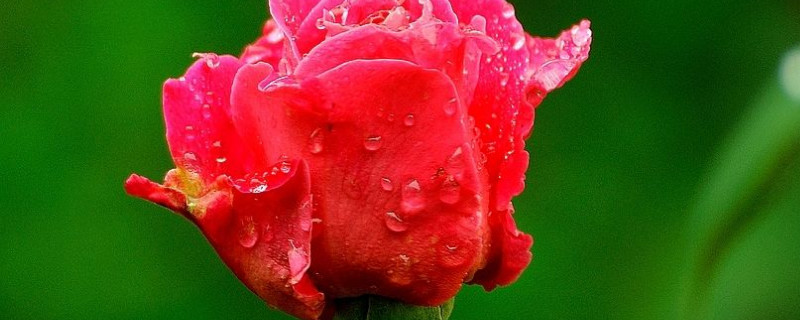 月季一年开几次花 瑞典女王月季一年开几次花