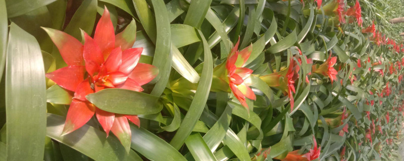 鸿运当头怎么插迁（鸿运当头如何移栽）