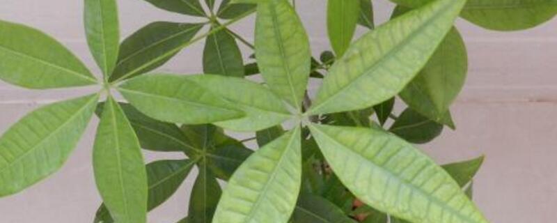 发财树叶子发黄掉落怎么办（发财树叶子发黄掉落怎么办,是没浇水）