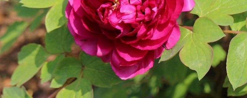 移栽牡丹多久生根(牡丹移栽后多久生根)