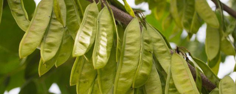 皂角树寓意 皂角树寓意夫妻