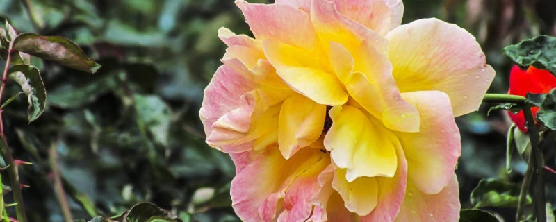 月季花用什么土栽培好 月季花苗用什么土壤栽培最好