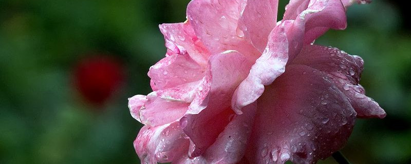 月季花能插活吗 六月份月季花能插活吗