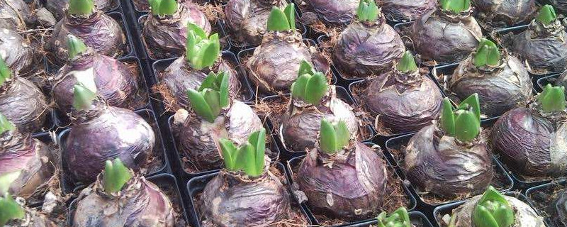 风信子怎么留种子 风信子怎么传播种子的方法