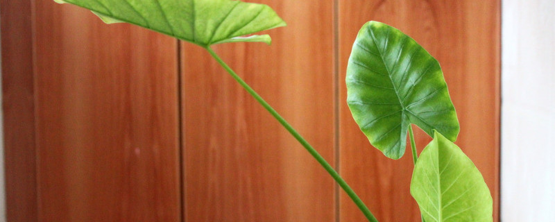 滴水观音怎样繁殖 滴水观音怎样繁殖视频