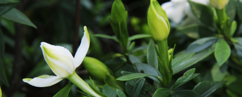 栀子花夏天可以移植吗 栀子花冬天可以移植吗?