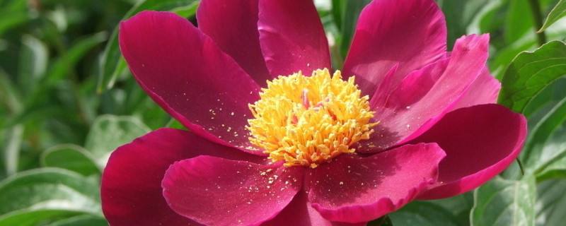 芍药花可以盆栽在室内养吗 芍药花能盆栽吗?