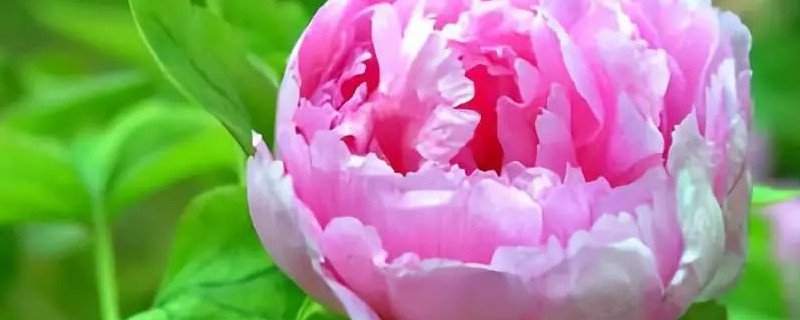 牡丹花正红是几月几日(牡丹花正虹是几月)