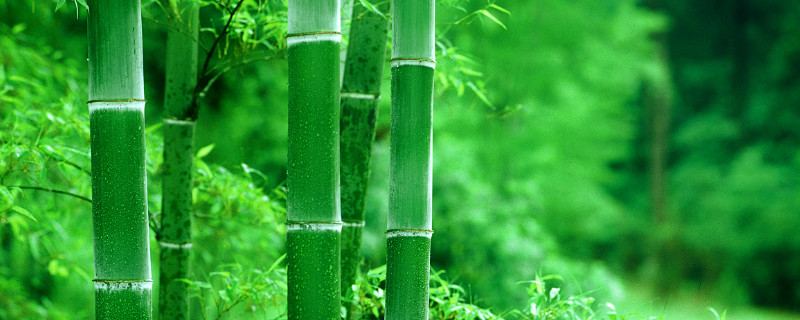 竹子变黄是怎么回事 竹子突然变黄是怎么回事?