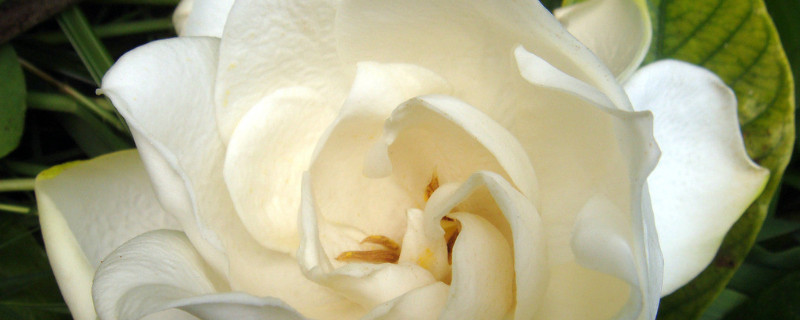 栀子花秋天落叶吗 栀子花冬天落叶子吗