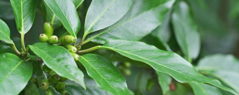 桂树和桂花树有区别吗（桂枝和桂花树的区别）