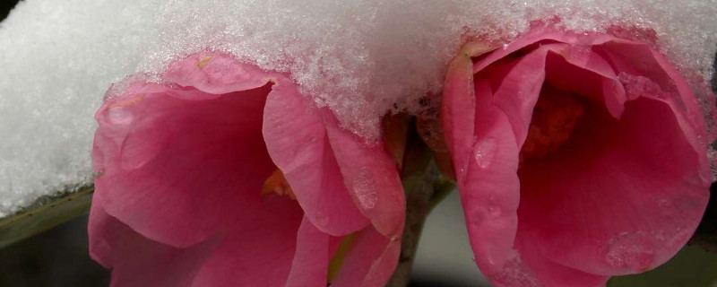 茶花春天什么时候施肥（茶花春季施什么肥）