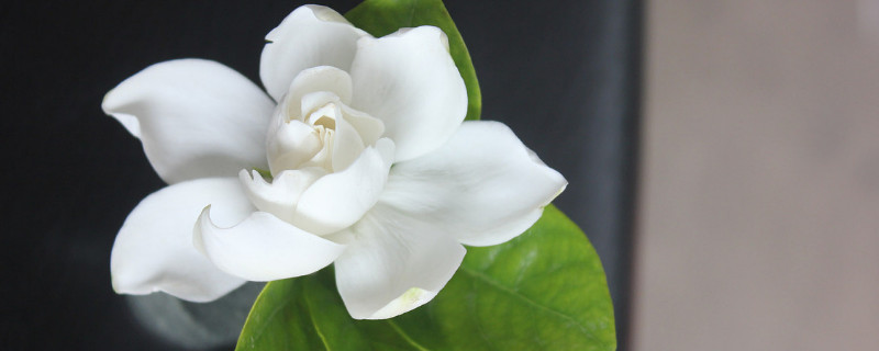 栀子花需要水吗(栀子花用水养行吗)