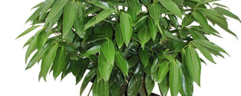 平安树掉叶子是怎么回事（平安树掉叶子是怎么回事儿）