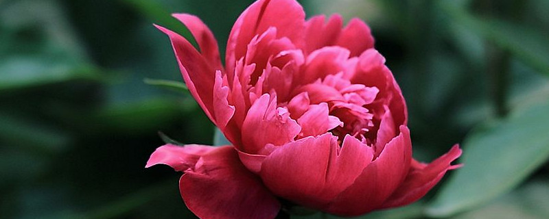 芍药花怎么种植冬季(盆栽芍药花怎样过冬)