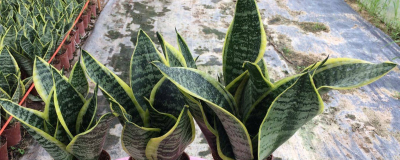 虎皮兰心烂了能活吗 虎皮兰中间的心烂了该咋办