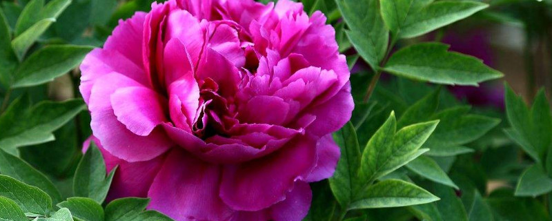 春季牡丹花怎施肥（牡丹花开花期间施什么肥）