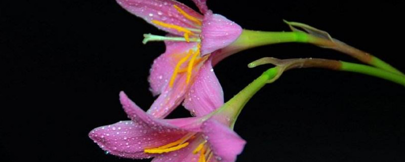 盆栽百合花好养吗 百合花适合家养盆栽吗?