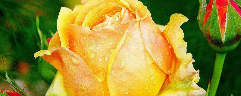 玫瑰花病虫害及防治（玫瑰花的病虫害防治）